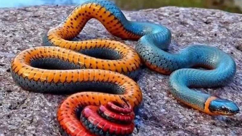 العثور على 10 ثعابين