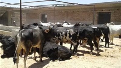 29رأس عجول لأهالي أرمنت من 
