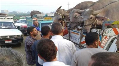 سيارات الأضاحي تسيطر على شوارع المنوفية