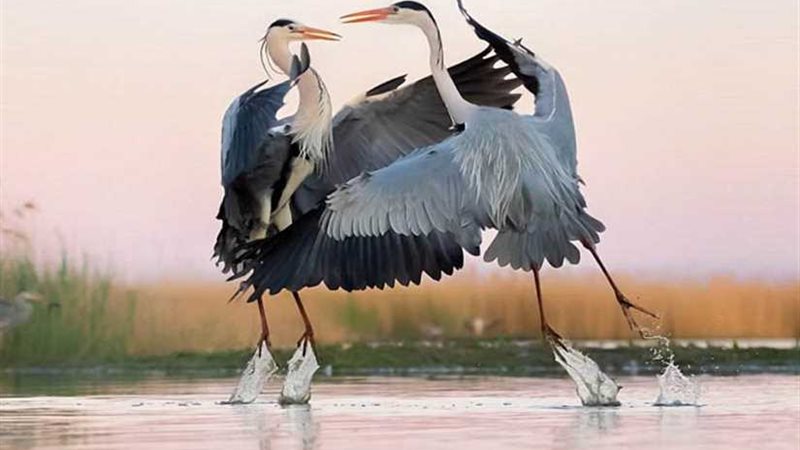 الأسماك الطائرة في