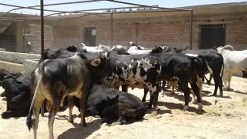 29رأس عجول لأهالي