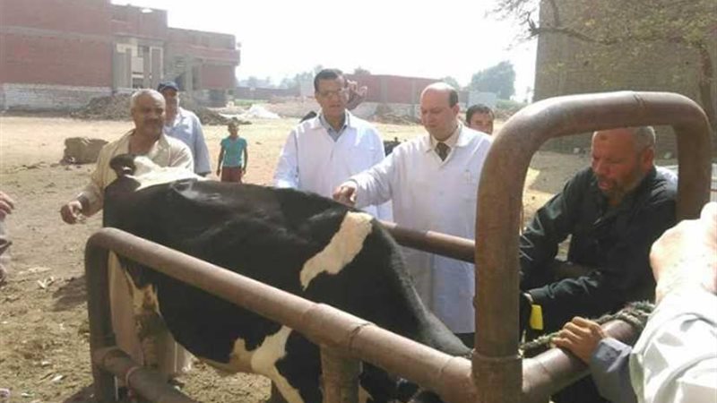 هدوء أسواق الأضاحي