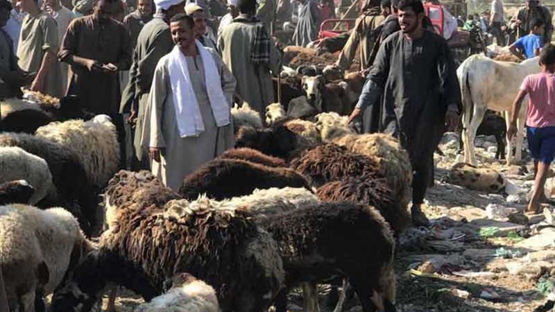 الخراف أحجام وأشكال