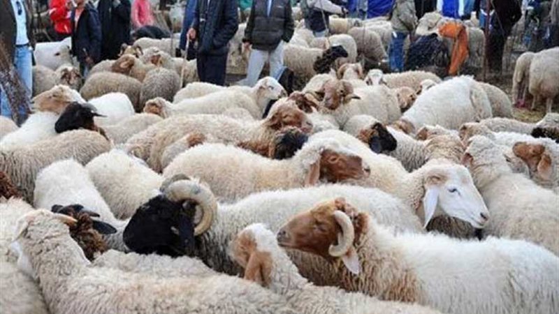 سقوط لصوص أضاحي العيد