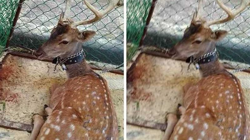 القبض على جزار يعرض