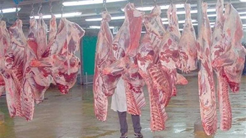 ذبح 1450 رأس ماشية