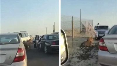 أسد طليق يثير الرعب في شوارع الكويت..(فيديو)