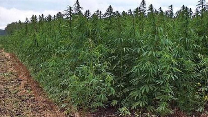 دراسة عن الحشيش تكشف