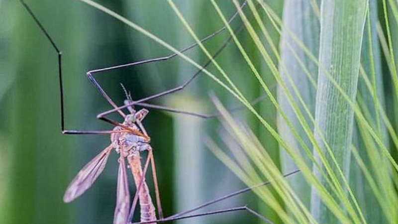 فيروس غرب النيل يهاجم