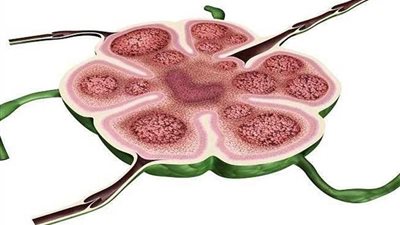 اكتشاف عضو جديد في جسم الإنسان