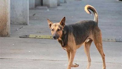 كلب يعقر سيدة الطالبية.. والشرطة تلقي القبض على صاحبه