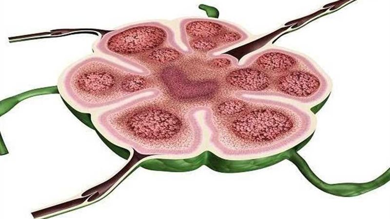 اكتشاف عضو جديد في