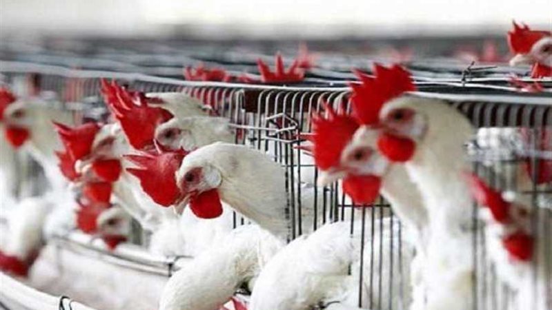 الزراعة الكويتية