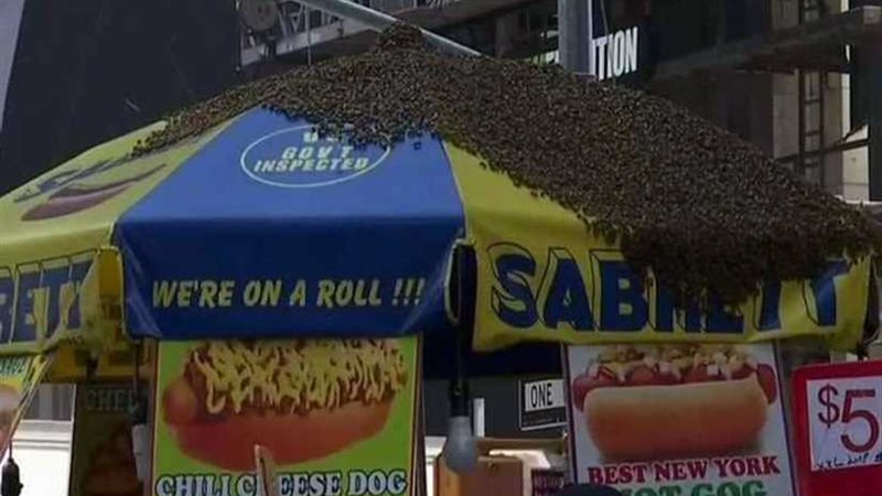 هجوم النحل على تايمز