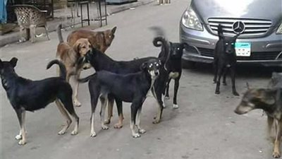 إصابة ٩ أشخاص عقرهم كلب بمطاي