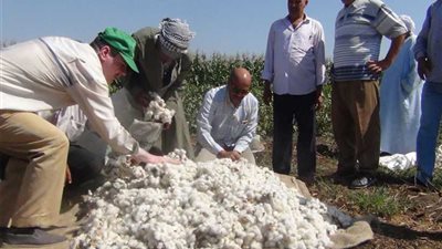 حصاد 1232 فدان قطن بأسيوط بنسبة 27.5%