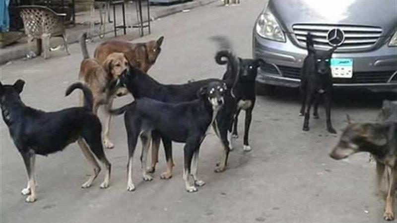 إصابة ٩ أشخاص عقرهم