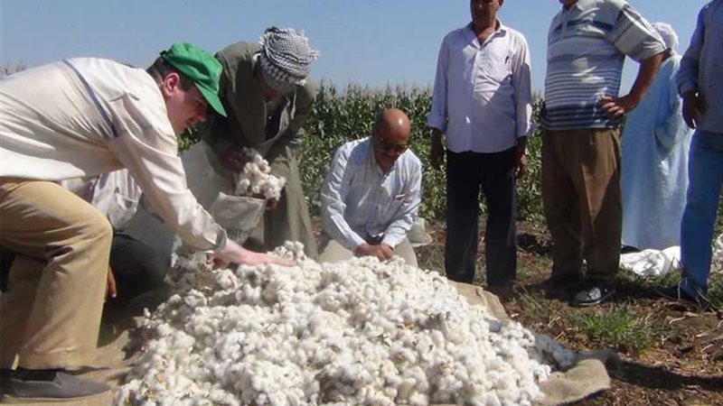 حصاد 1232 فدان قطن