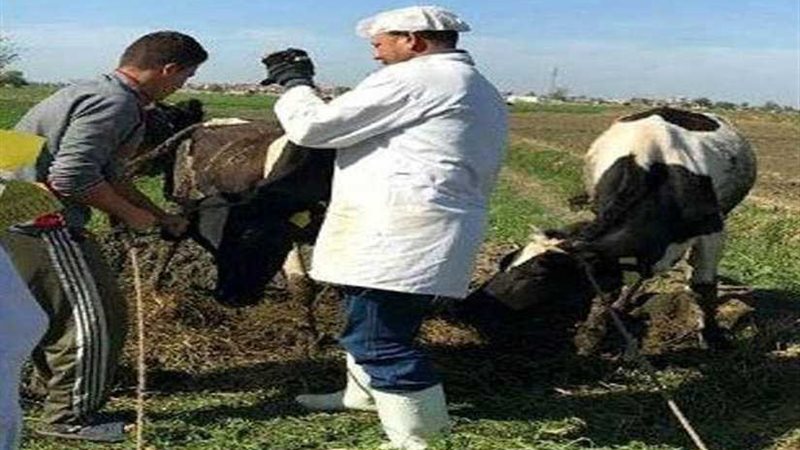 تنفيذ قوافل بيطرية