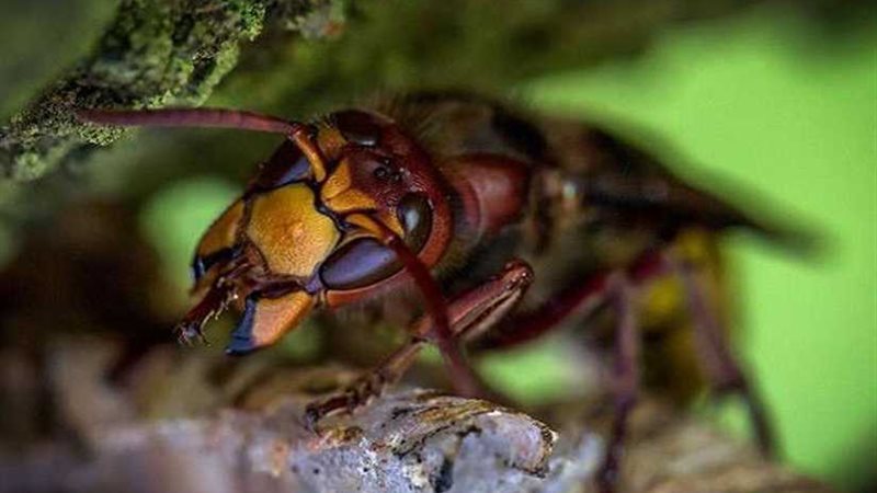 هجوم غامض لدَّبابير