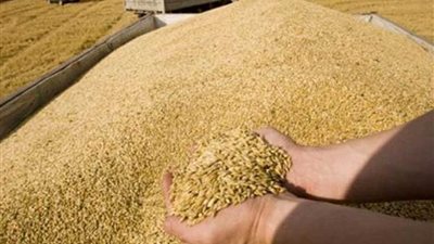 مصر تتعاقد على شراء 60 ألف طن قمح روسي