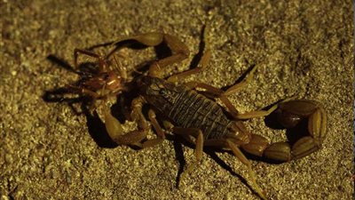 العقارب تلدغ 16 شخصًا بعد انقطاع الكهرباء بقرى الغنايم