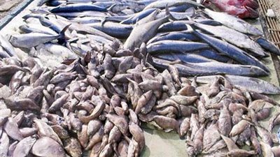 مصر واليمن يبحثان تفعيل اتفاقيات التعاون بين البلدين في قطاع الأسماك