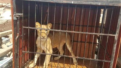 ضبط 5 أسود إفريقية بمنطقة أبو زعبل بالخانكة