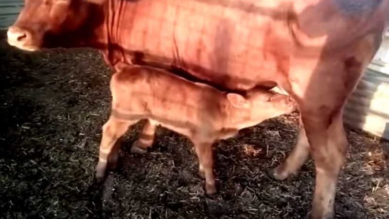 بقرة نهاية العالم