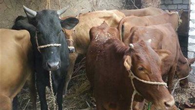 اليوم.. الحملة الثانية لتحصين المواشي ضد الحمى القلاعية بالغربية