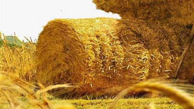 البحيرة تواجه السحابة السوداء وندوات توعوية بأهمية قش الأرز في تسمين المواشي