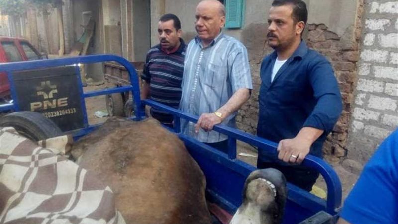 ضبط بقرة مذبوحة غير