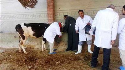 تحصين 46 رأس ماشية ضد الحمى القلاعية بالبحيرة