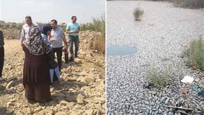 تفاصيل نفوق الأسماك بمشروع الاستزراع السمكي ببحيرة عرب العليقات بالخانكة (صور)