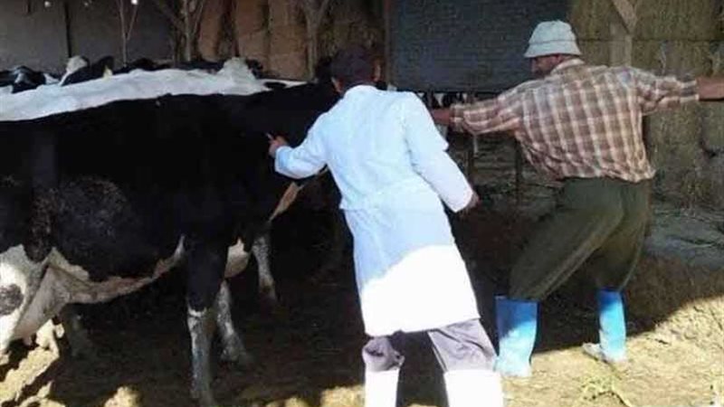 تحصين 23 ألف رأس