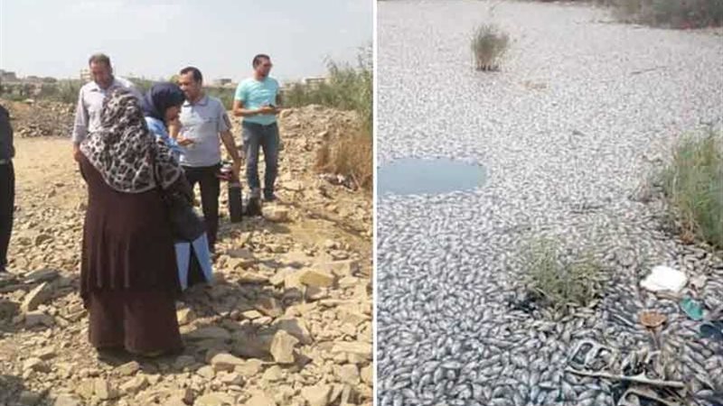 تفاصيل نفوق الأسماك