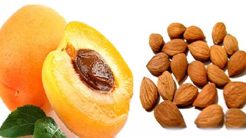 نواة المشمش واللوز