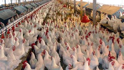 وضع حجر الأساس لأكبر مجمع إنتاج الدواجن بقنا