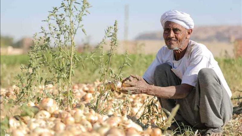 أسير في ساقية الصاوي