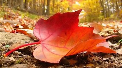 فصل الخريف يبدأ اليوم جغرافيا وعدد أيامه ٩٤ يوما