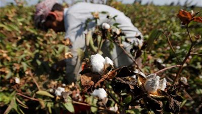 زراعة المنوفية تحظر نقل الأقطان بدون تصريح