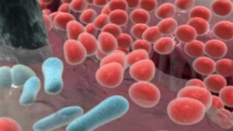 مدرس صحة عامة: الكائنات