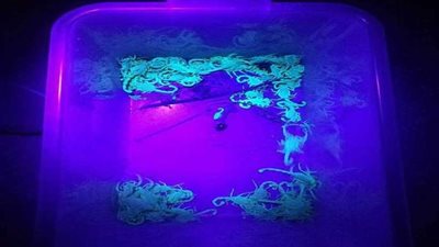 إنشاء مزرعة لإنتاج سم العقارب بمركز باريس بالوادي الجديد