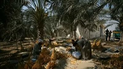 بدء زراعة نخيل سعودي في مصر ينتج أجود أنواع التمور العالمية (فيديو)