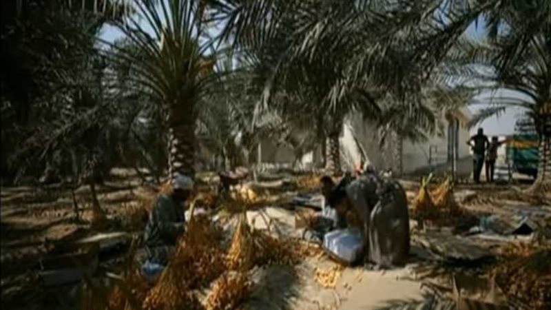 بدء زراعة نخيل سعودي