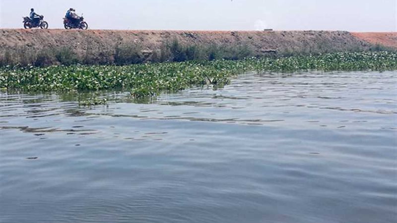 الزراعة :لاصحة لبيع