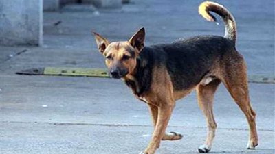 كلب ضال يعقر 7 أشخاص في قرية غرب محافظة بني سويف