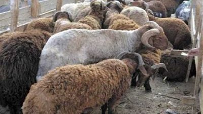 تخصيص 20 طنا من لحوم صكوك الأضاحي لمحافظة شمال سيناء