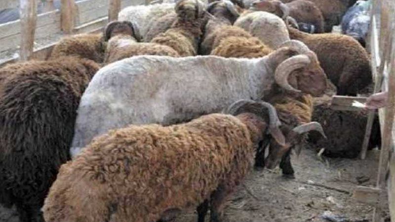 تخصيص 20 طنا من لحوم