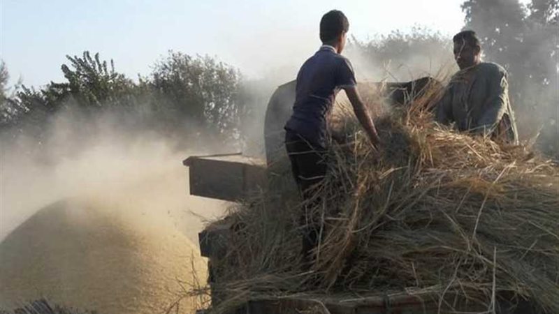 تجميع4841 طن قش أرز